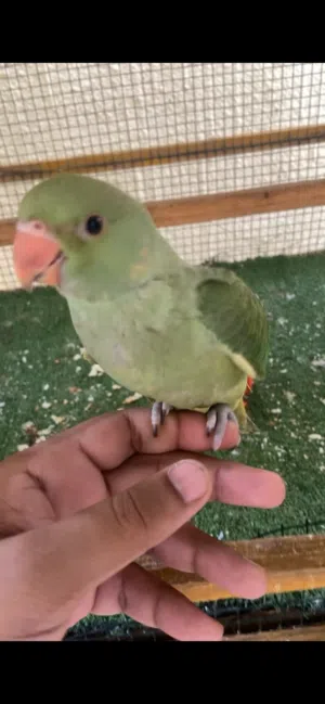 للبيع دره هنديه اليفه