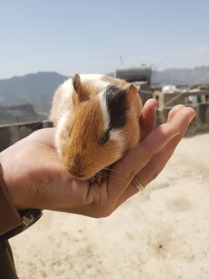 Hamsters1