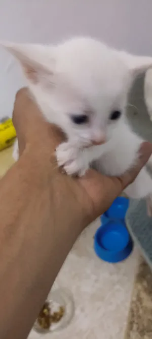 قطط للبيع بيضاء