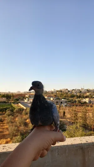 فراخ حمام بلدي