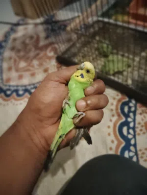 زوج استرالي منتج