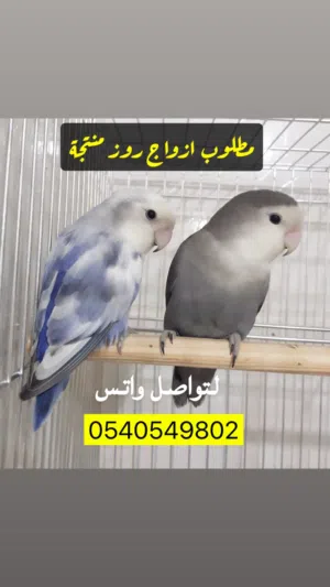 مطلوب اجواز روز منتجة صامل وتخليص فوري رقمي اسفل