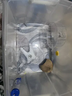 قفص هامستر كبير للبيع مع جميع اغزاضه
