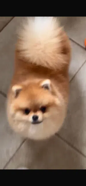 بوميرانيان (Pomeranian)