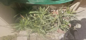 Alovera plant good condition