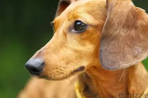 للبيع أذكى و أصغر كلاب العالم " الداتشهوند " Duchhund