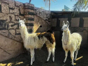 كوبيا الامه درجي اولي