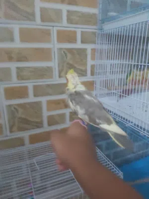 للبيع فرخ كوكتيل او بدل بأي شي