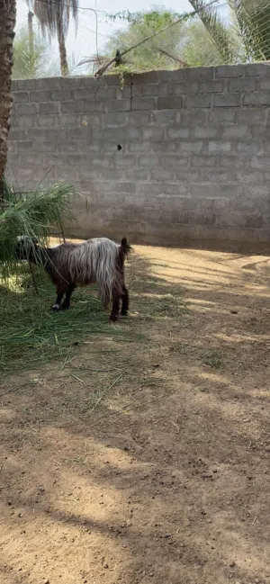 شاه اول عشر حالها من حلال سعيدي