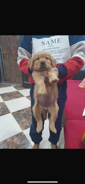 Golden Retriever3