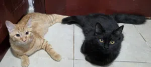 قطط للتبنى