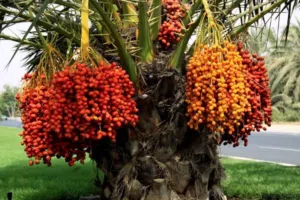 Farm Land for Sale in Salt Al Balqa'