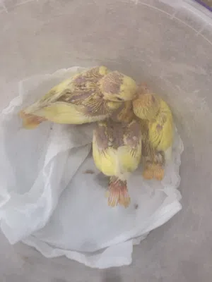 البيع انتاج روز