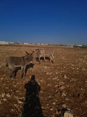 ‏حمير‏3