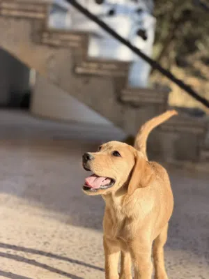 ليبرادور ريتريفر labrador retriever