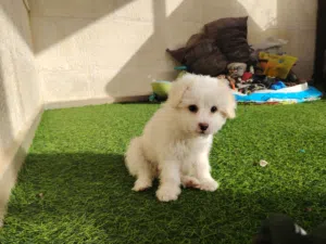 كلب مالتيز عمر شهران