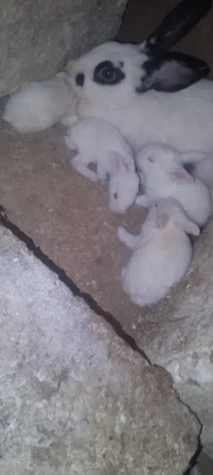 3 اناثي وذكر معاشير ومعهم اولادهم