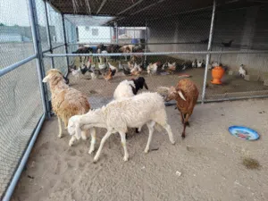 كباشه تهجين سوداني كشميري