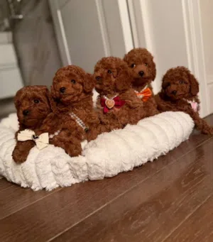 Toy poodle