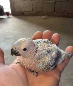 انتاج صن كنيور لعشاق الترويض