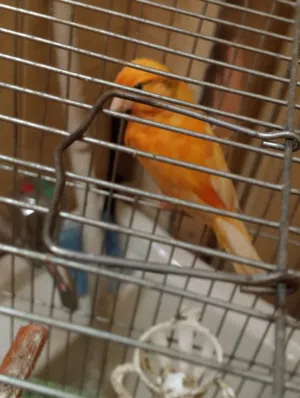 طيره كنار موردي وجوز حب الرمان مع طيره صفراء فحول وطواير جاهزه ملطشه