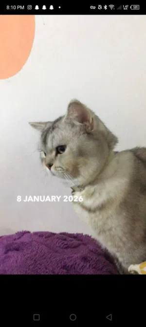 بسه سكوتش فولد