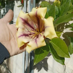 Trees - Plants4