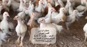 دجاج فرنسي اعمار مختلفة