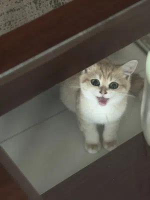British Shorthair cat