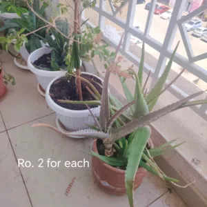 Outdoors plants