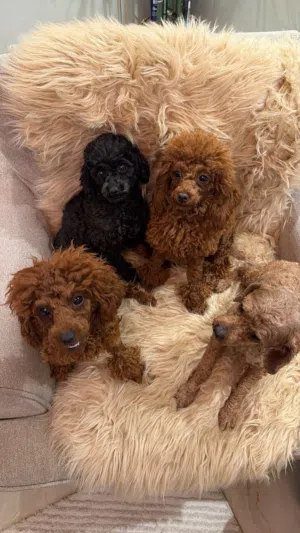 بودل poodle