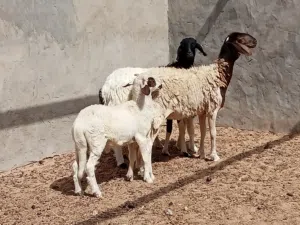 السلام عليكم زوز بركوسات والدات تحتهم خروف خروف ضنوتهم ربي ايبارك وحده مش امبدله او وحده كيف بدلت