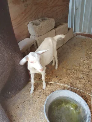 ماعز سانين