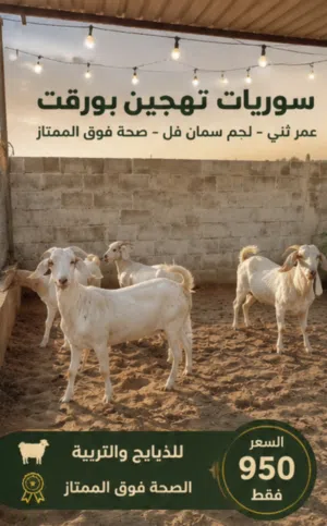 للبيع سوري تهجين بورقت لحم ممتاز