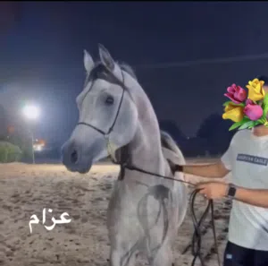 حصان عربي  اصيل2022