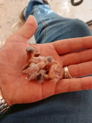 جوزين كنار تحتهم فراخ