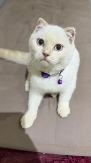 قط ذكر Scottish fold اصلي