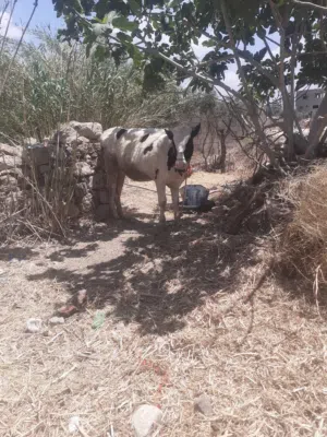بكيره تحت الفحل