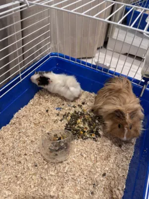 عدد 2 غيني بق الوبر ذكور 2 GUINEA PIG MALES