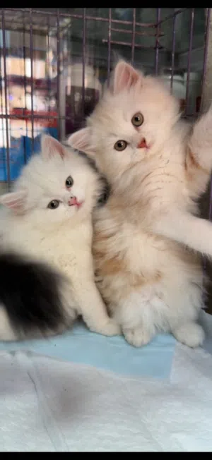 قطط كيتن موون فيس 45 يوم ولاد وبنات متدربين عالليتر بوكس وبياكلوا اكل بيتي kitten moon face cats.