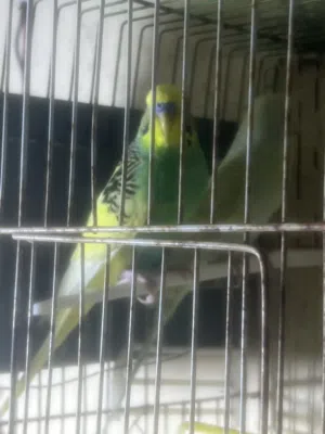 متاح في السلط