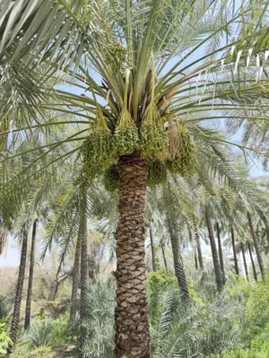 طناء نخيل خلاص وخنيزي وزيد وخصاب في ولاية الرستاق