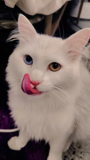 turkish angora Persian