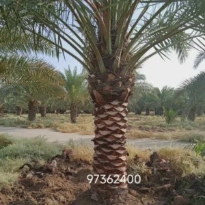 تلقيح نخيل وتكريب وتنظيف نخيل ووشنطيا