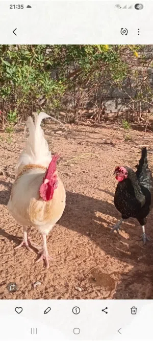 3 اطباق بيض عربي تجميع جديد
