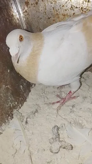 جوز زواجل  للبيع