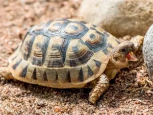 يوجد توصيل داخل الزرقاء 3دنانير خارج الزرقاء 5دنانير نظيف صحه شغل بيض الحبه 5دنانير سعر جمله