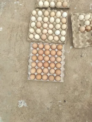 دحي البيع ابرهما  ماخصاب جديد بي الحار