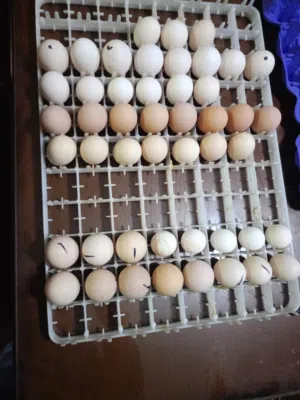 بيض براهمي وبلايمث روك الامريكي مستوى عالي وبيض بلدي نسبه التخصيب عاليه بأذن الله عمان سحاب