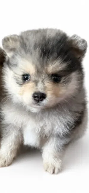 available male and female pomeranian 50 days available poodle female 4 months vaccinated with passpo